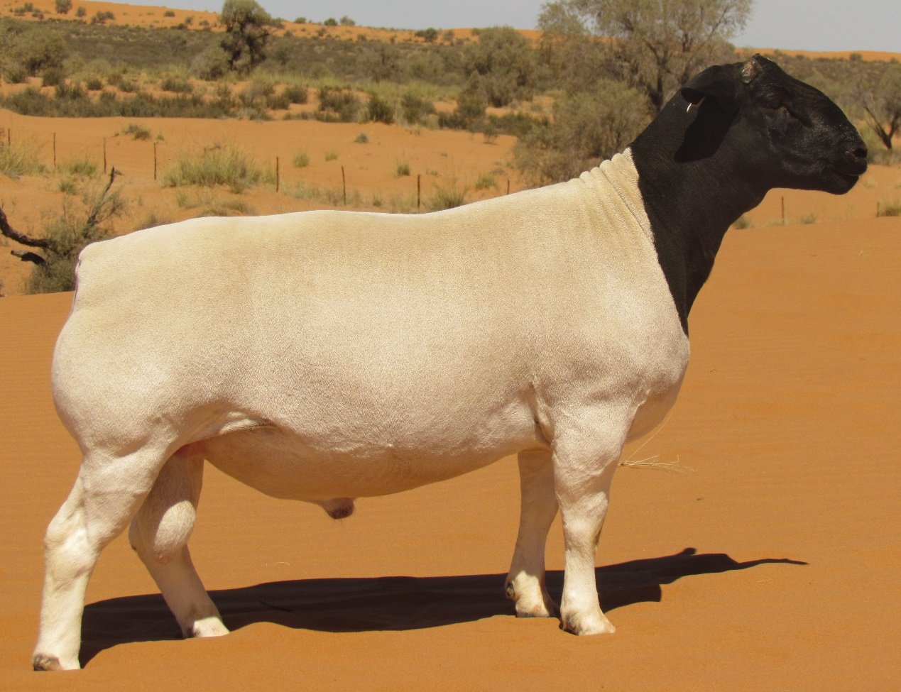 Buying Lambs Wholesale: A Smart Step to Cut Costs and Increase Profits